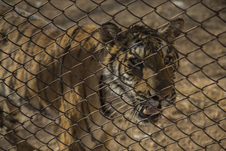 Aleppo zoo tiger