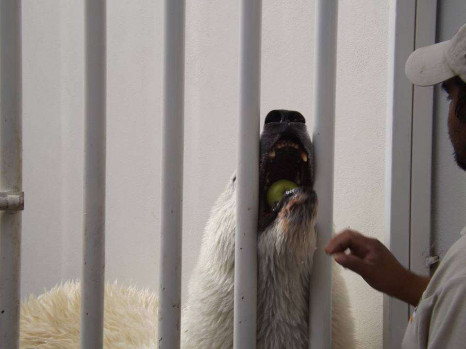 Zoo polar bear eating fruit through bars