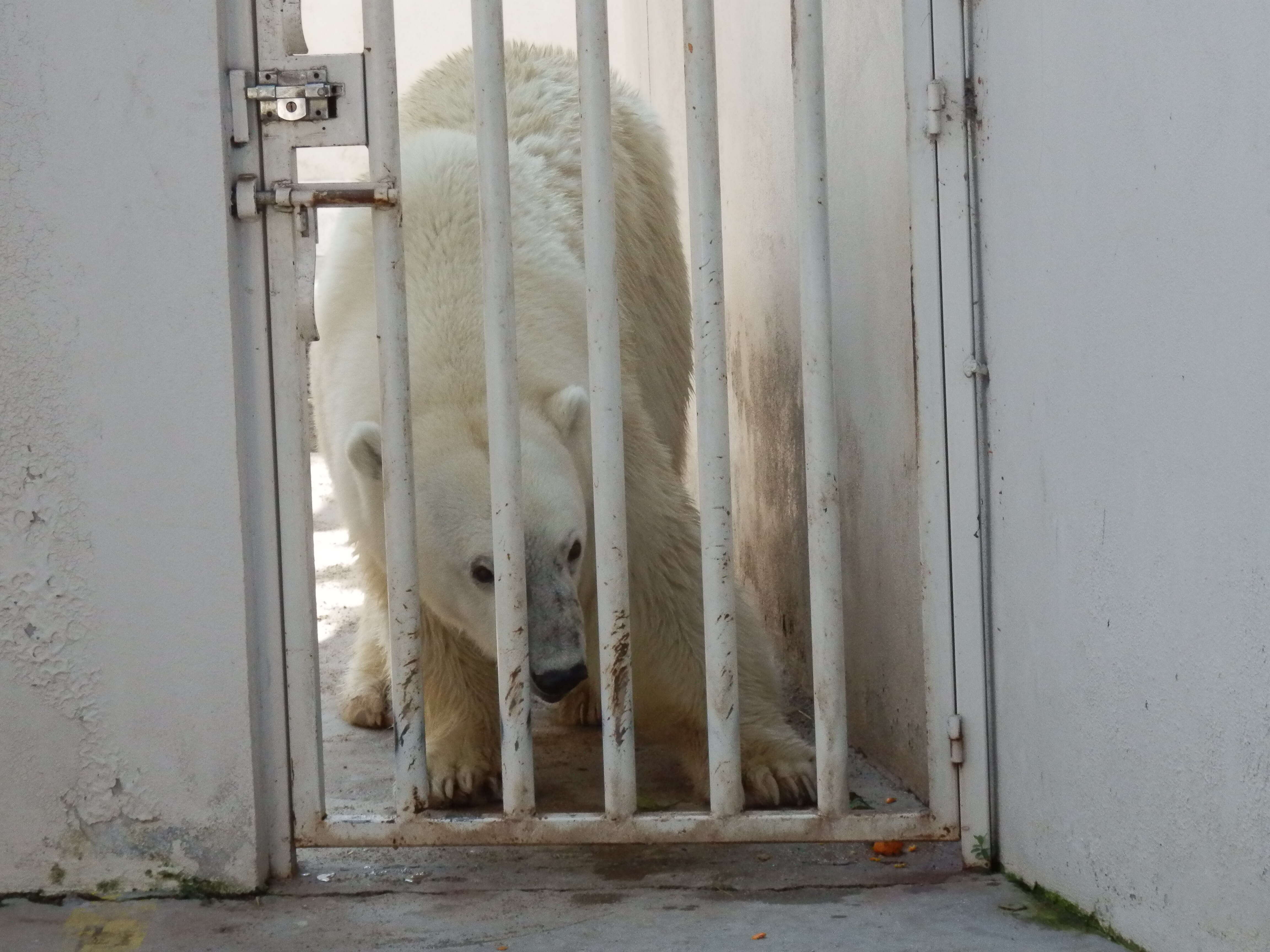 Zoo polar bear behind bars