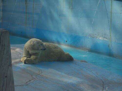 Zoo polar bear in her enclosure