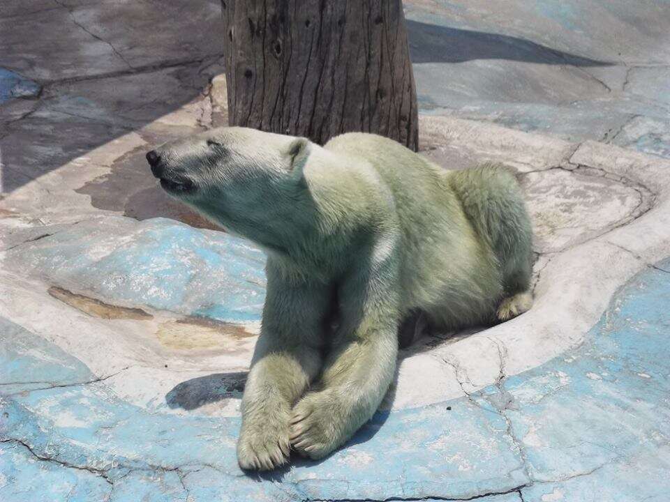 Zoo polar bear in enclosure