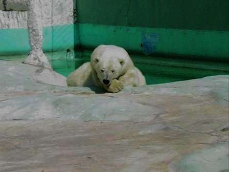 Zoo polar bear in enclosure