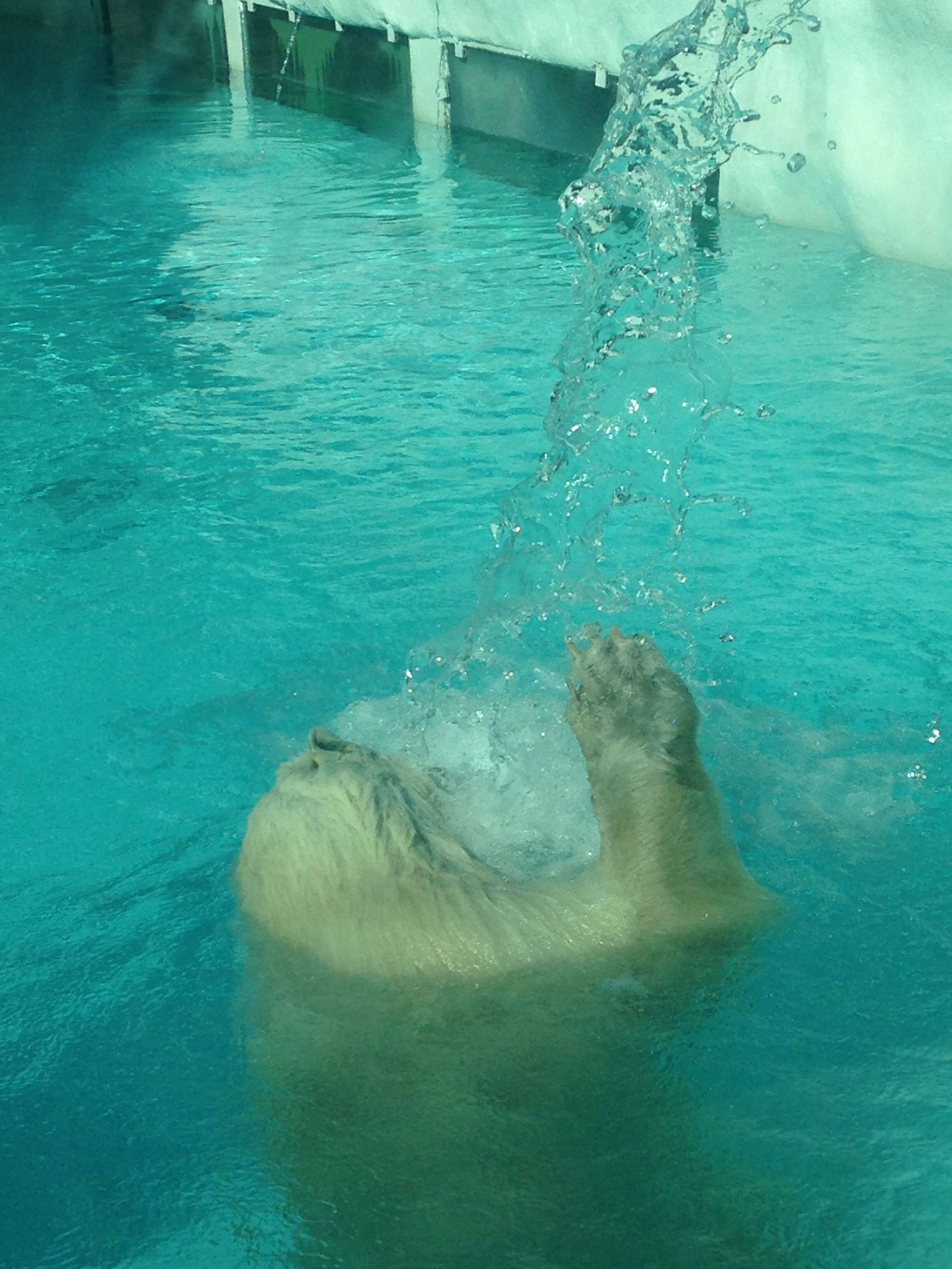 Zoo polar bear under waterfall