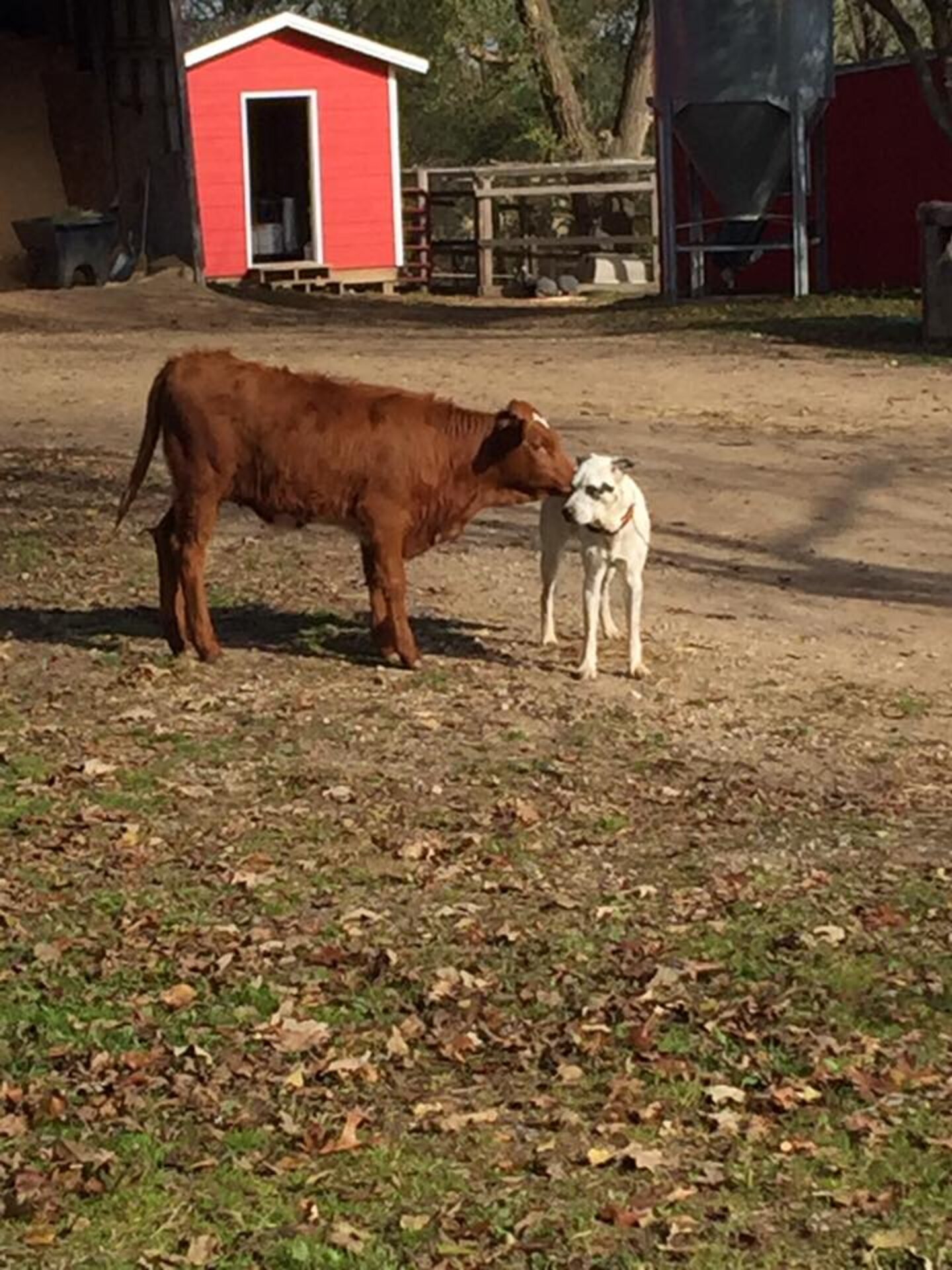 People Throw Cow A Surprise Party On Her First Birthday - The Dodo
