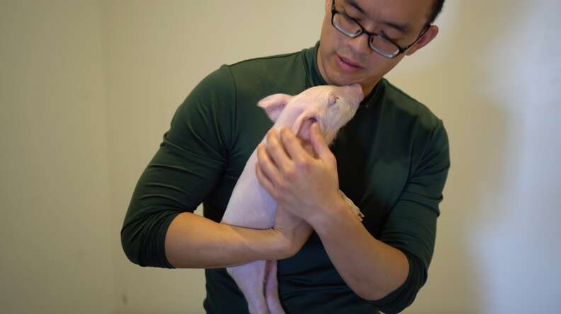 Man holding rescued pig