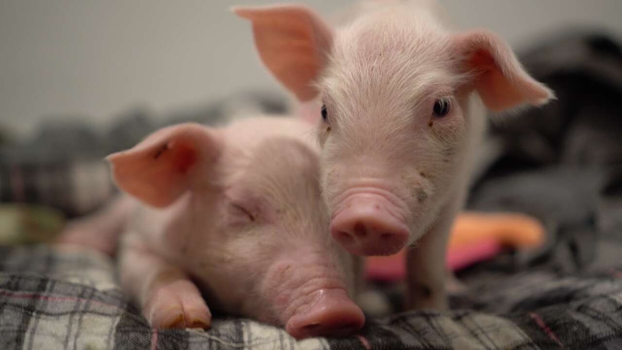 Baby piglets snuggling together