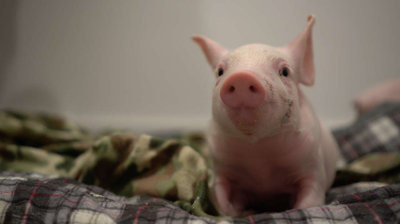 Baby piglet on blanket