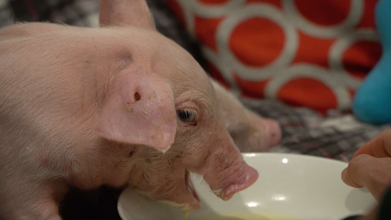 Rescued pig eating