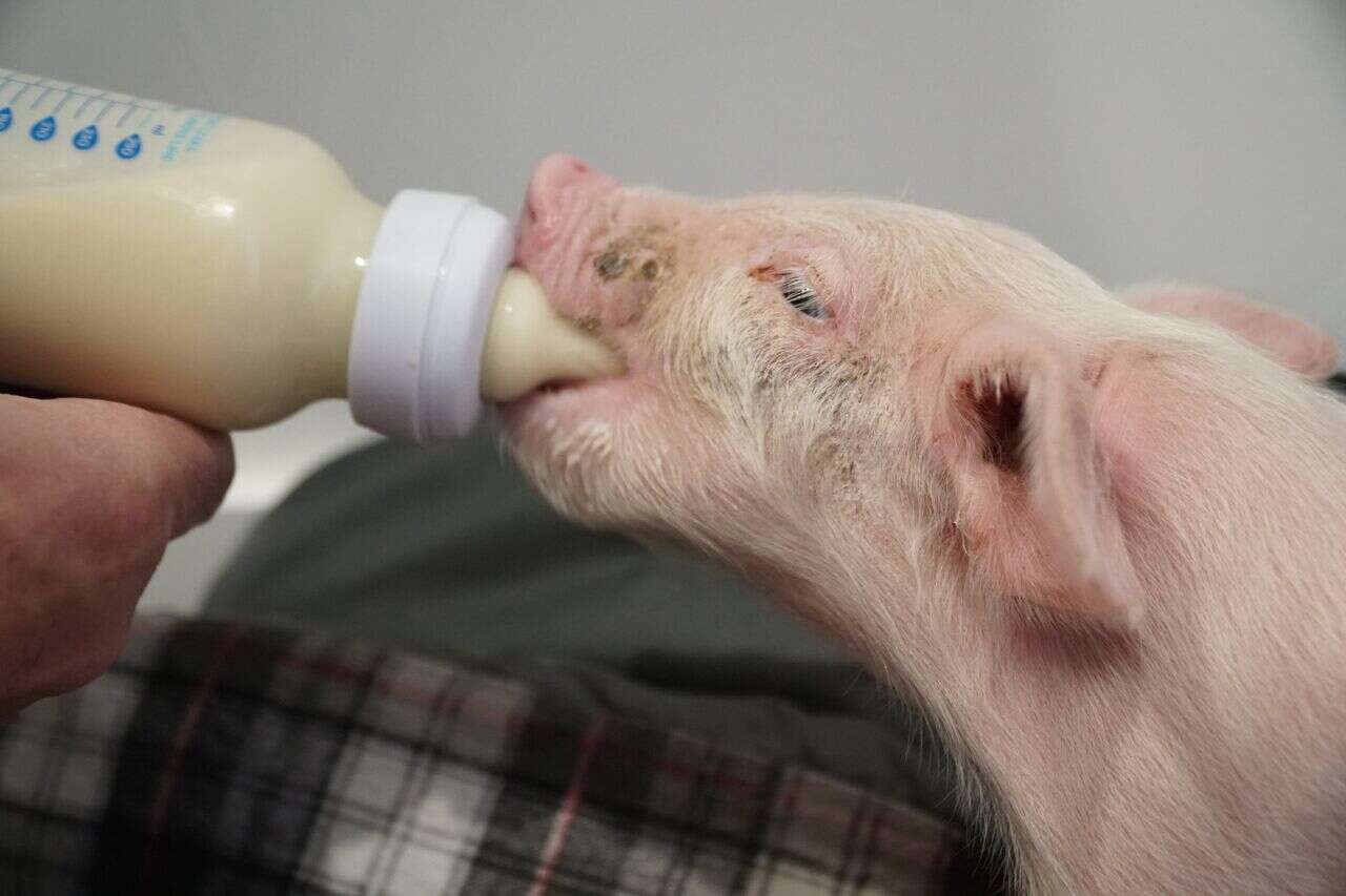 Man feeding baby piglet