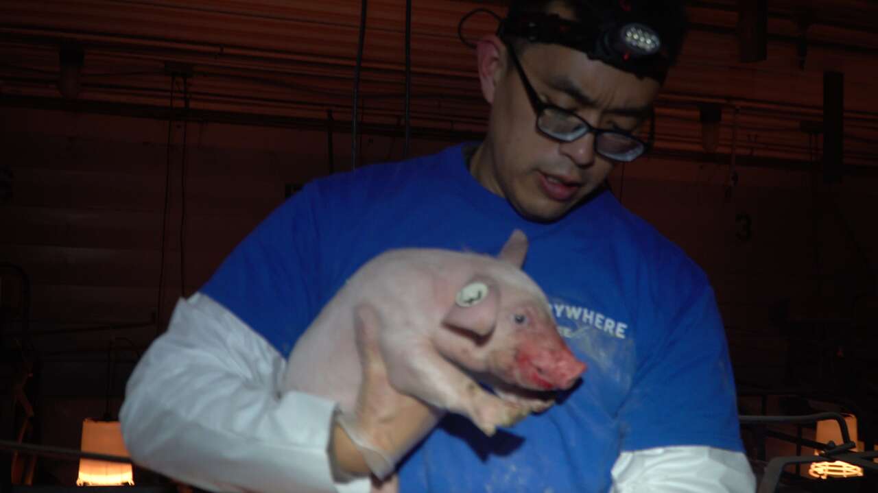 Man rescuing piglet