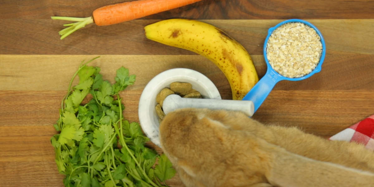 How To Make Bunny Treats Videos The Dodo