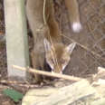 Rescuers Save Baby Fox With His Leg Stuck On A Fence