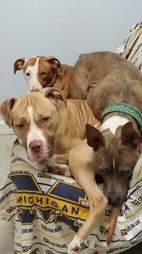 pit bull pile