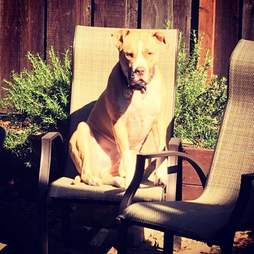 service pit bull