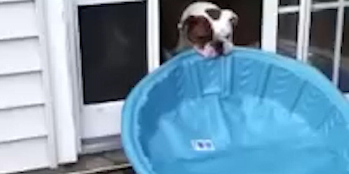 Bulldog Keeps Trying To Bring His Pool Inside - Videos - The Dodo