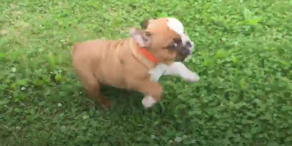 Baby Bulldog Saved From Puppy Mill Videos The Dodo