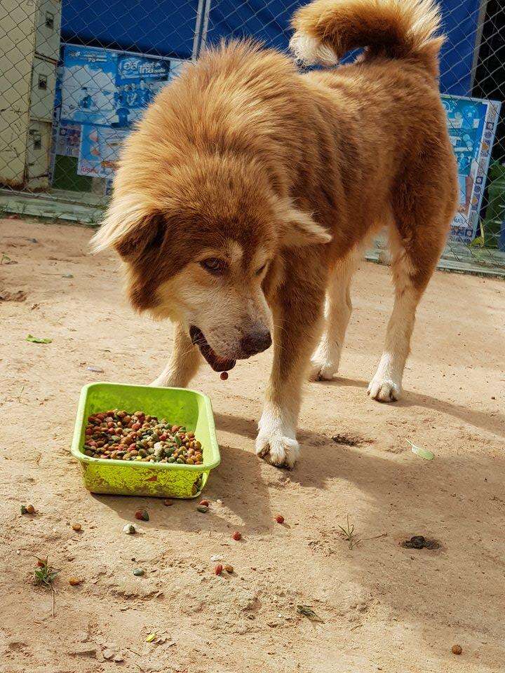 Abandoned dog eating meal