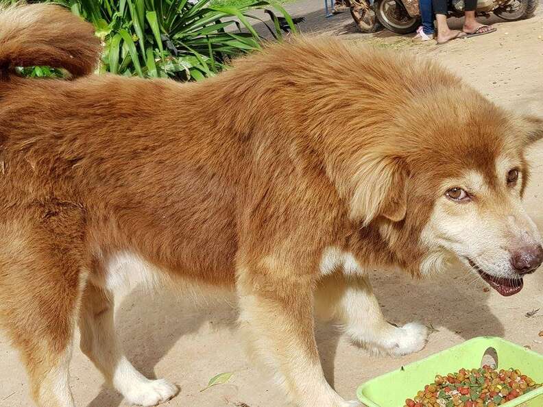 Suspicious looking dog eating meal