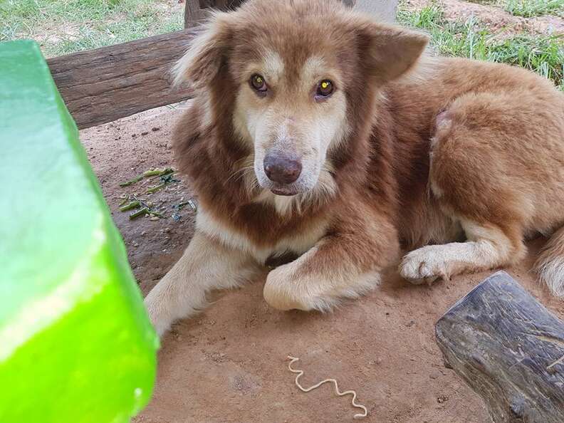 Abandoned dog in Thailand