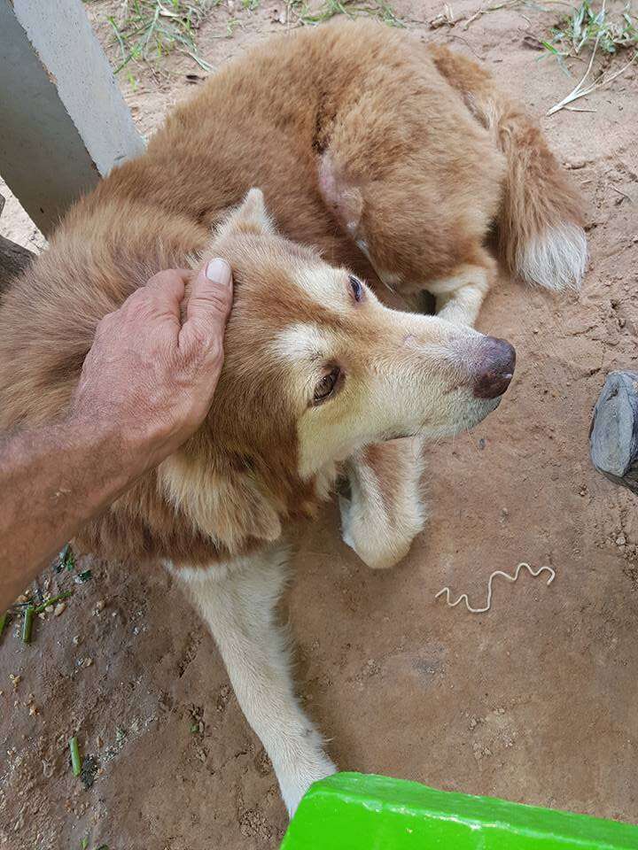Man touching abandoned dog
