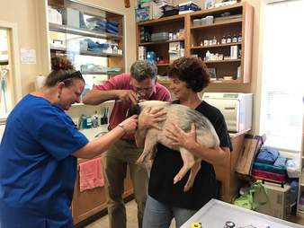 sick rescue pig
