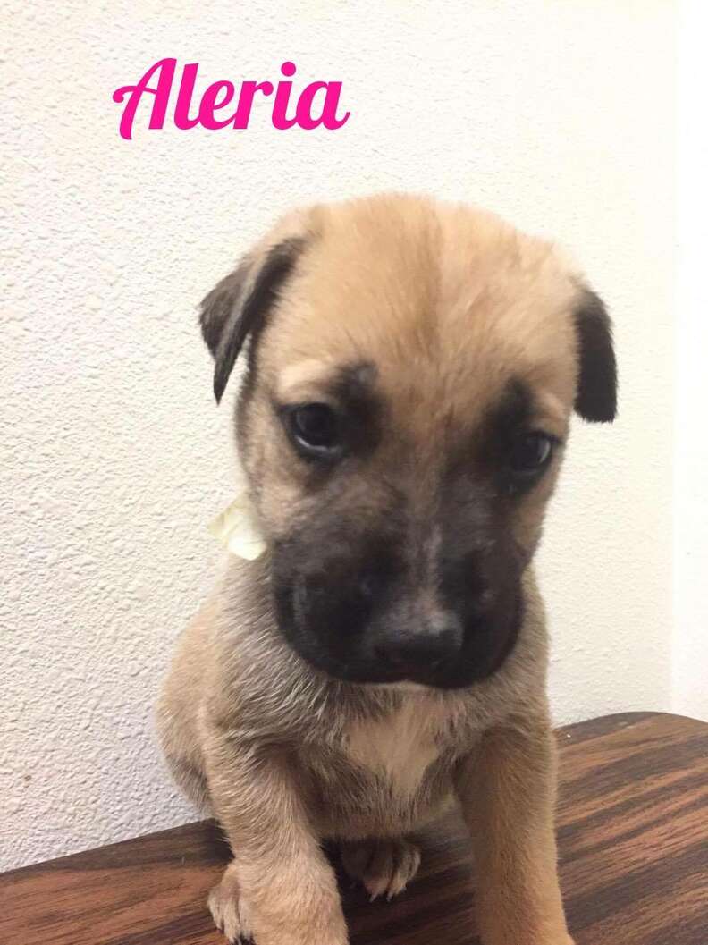 Puppy rescued from neglect