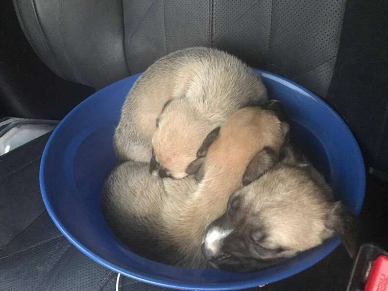 Saved puppies