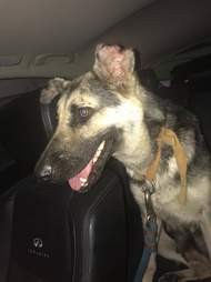 Mother dog being rescued