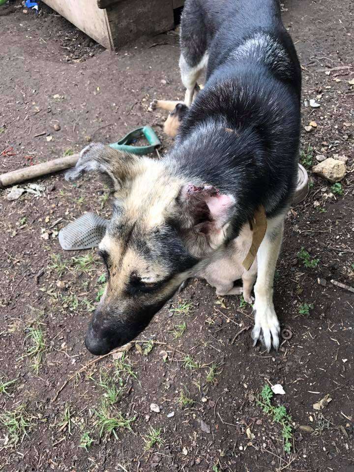 Mother dog with injured ear