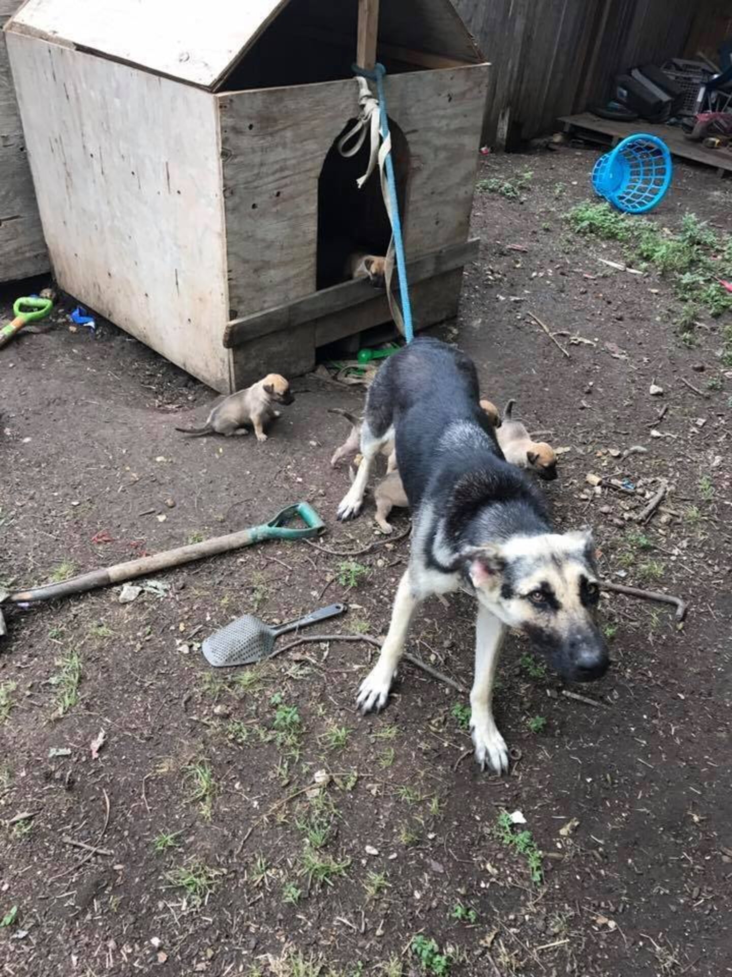 Mother Dog Rescued From Neglect With 7 Puppies - The Dodo