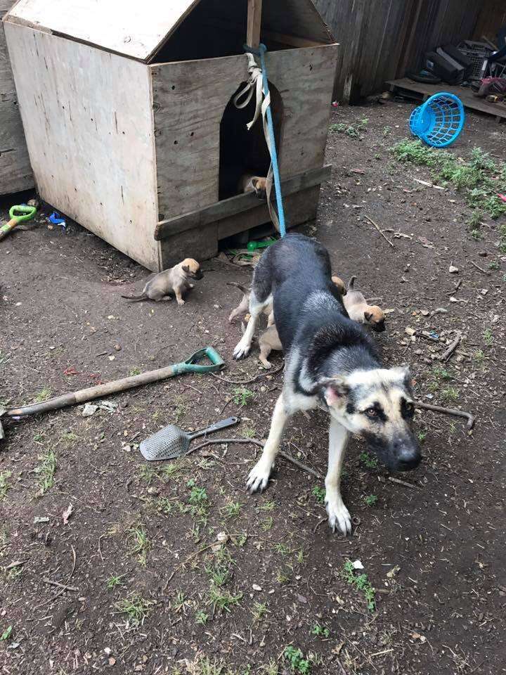 Mother dog tied to house