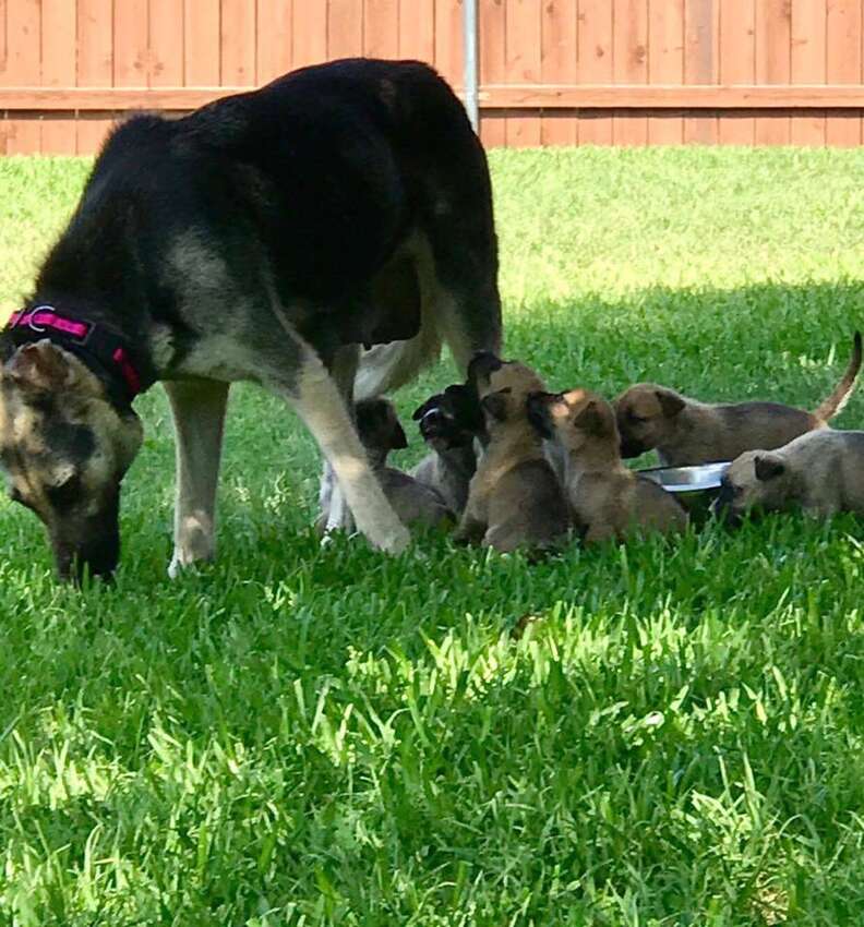 Mother Dog Rescued From Neglect With 7 Puppies - The Dodo