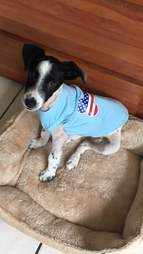 rescue puppy with a heart defect