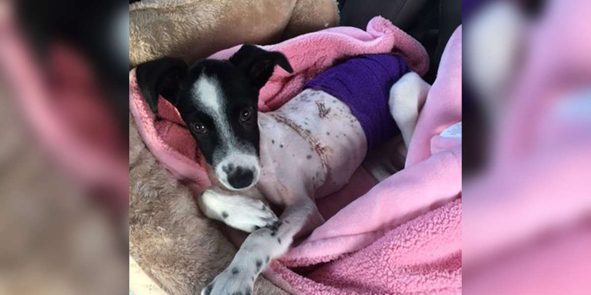 Puppy With A Heart Defect Is Looking For A Home - The Dodo