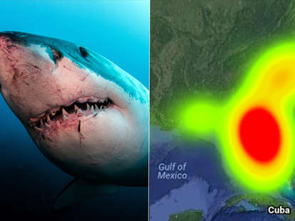 odds of being attacked by a shark