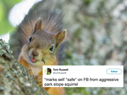 squirrel attack brooklyn