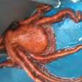 Huge Octopus Squeezes Through The Smallest Hole To Escape