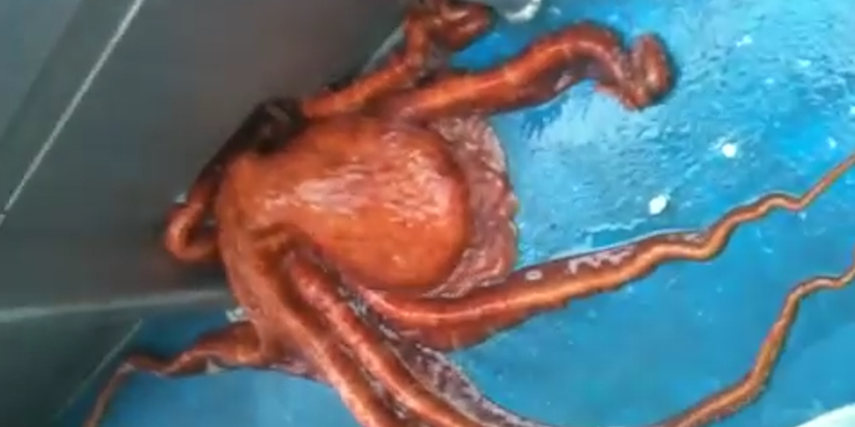 Huge Octopus Squeezes Through The Smallest Hole To Escape Videos