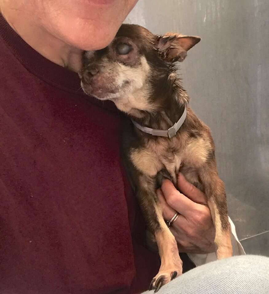 Woman holding blind senior dog