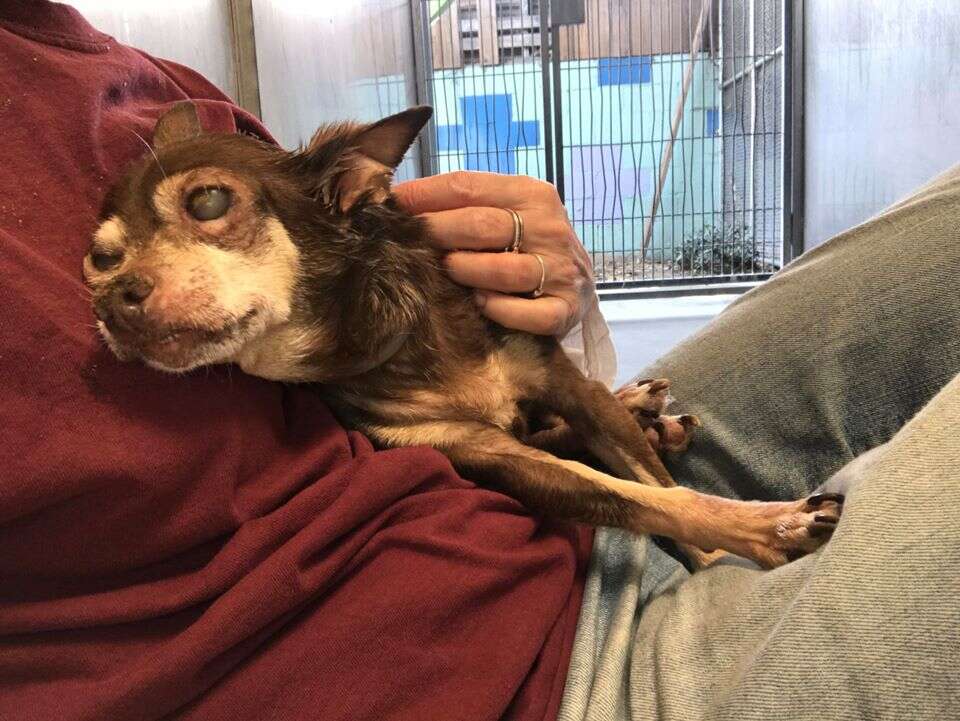 Woman hugging senior dog