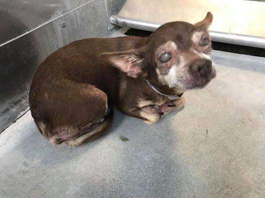 Blind senior Chihuahua in kennel