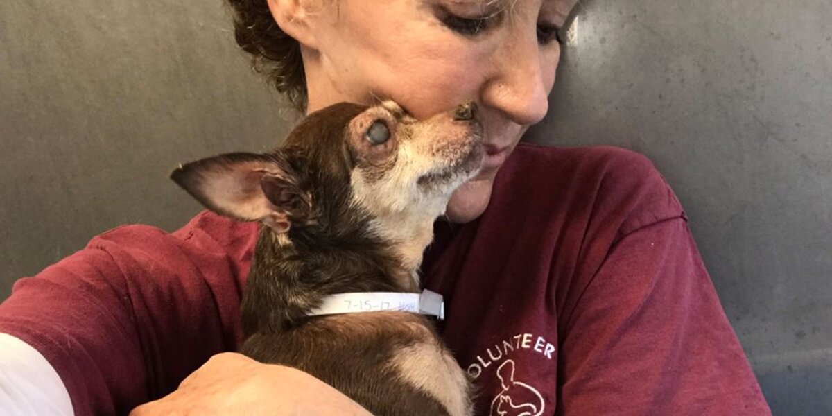 Blind Dog Dumped At Shelter Can't Stop Kissing The Woman Who Saved Her -  The Dodo