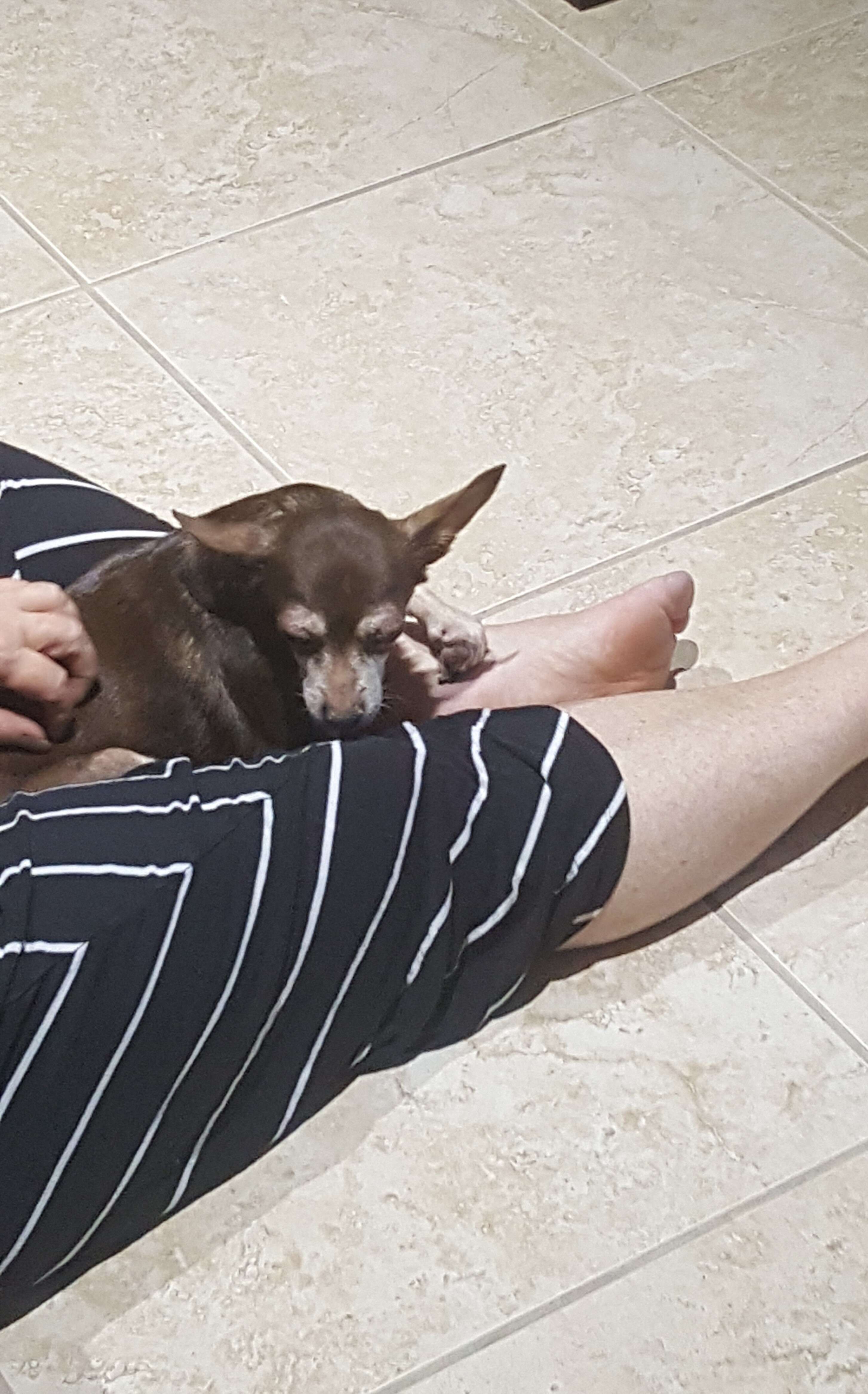 Senior chihuahua snuggling with woman