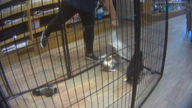 pet boutique employee roughly handling dogs