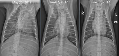 xrays of puppy with pneumonia