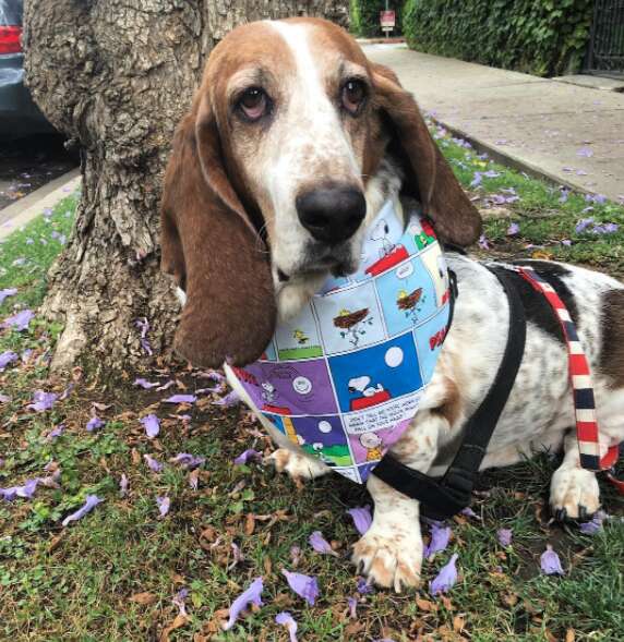 Rescue Basset Hound Has Over 200 Bandanas The Dodo