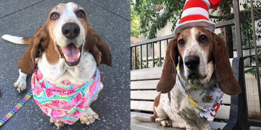 Basset hotsell hound bandana