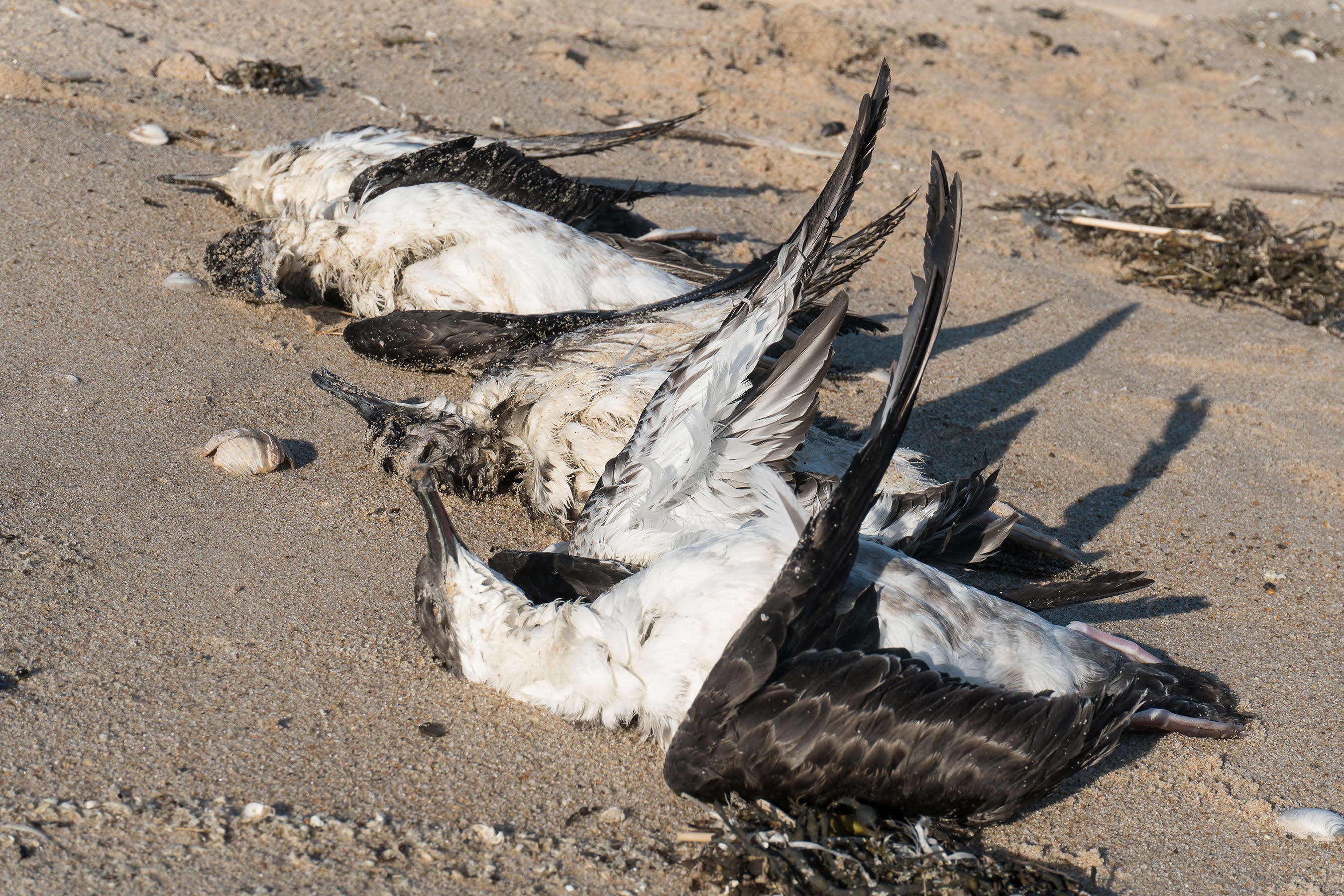 Dead shearwater seabirds on New York beach
