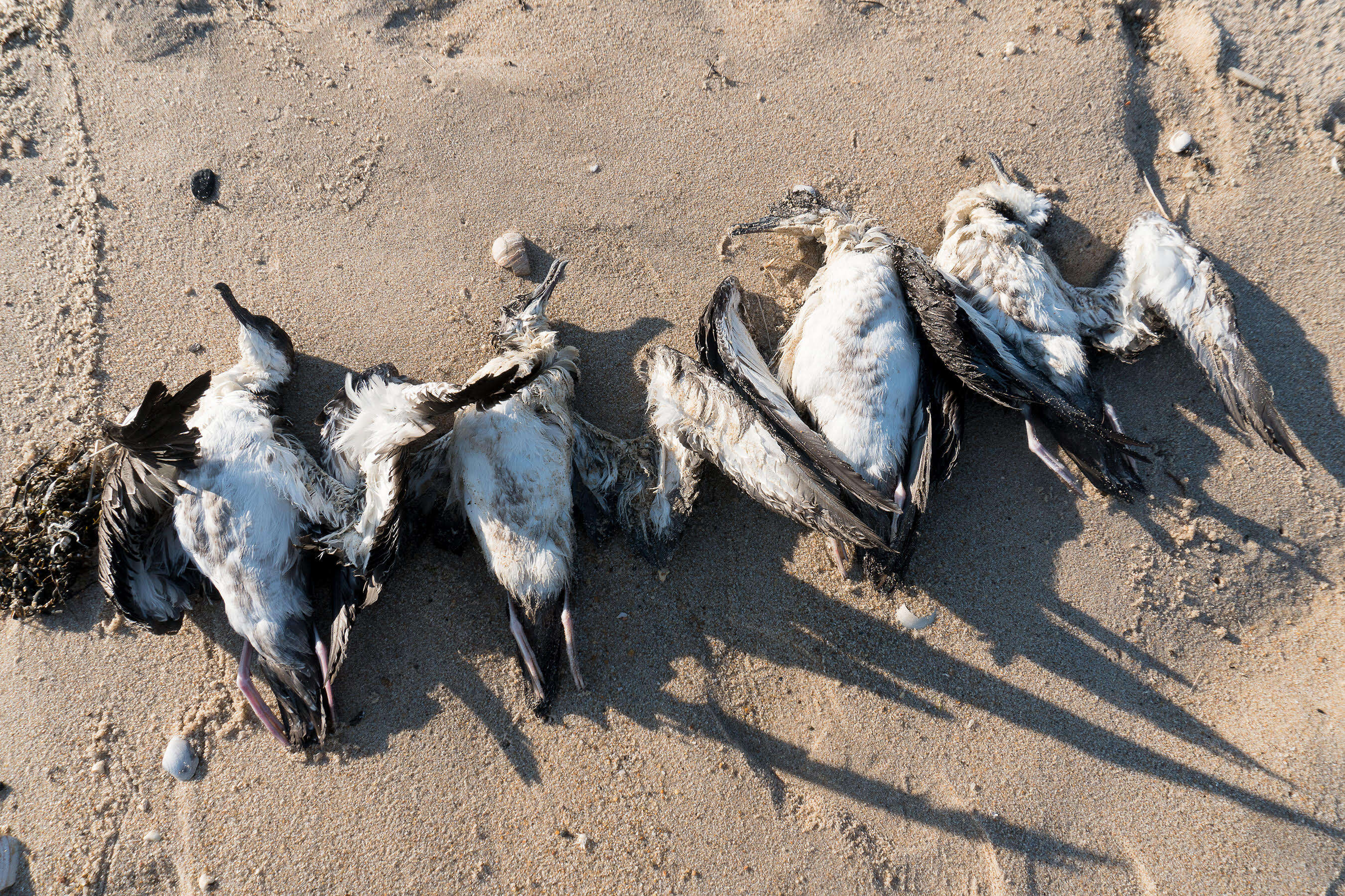 Dead shearwater seabirds on New York beach