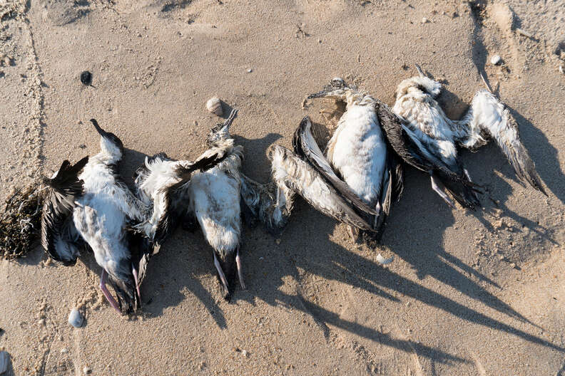 Dead shearwater seabirds on New York beach